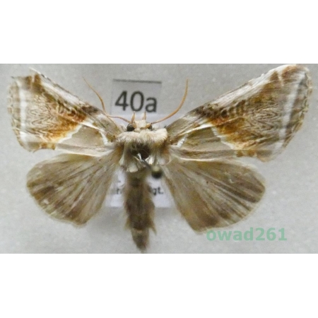 Habrosyne pyritoides (Hufnagel, 1766) Pluszówka agatka Pluszówka agatka Czech40a
